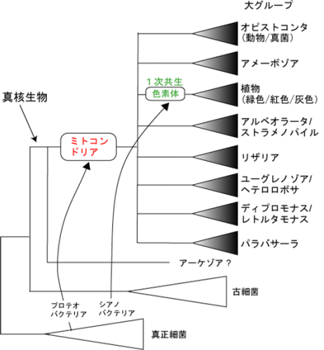 地球生物環境研究部門 気候 気象分野 地球温暖化予測 気象観測データの同化 分子系統進化学分野 生物界全体の系統樹の推測 気候 気象分野 地球温暖化予測 大気大循環モデル 二酸化炭素などの増大による地球温暖化の予測の信頼性はここ数年でかなり