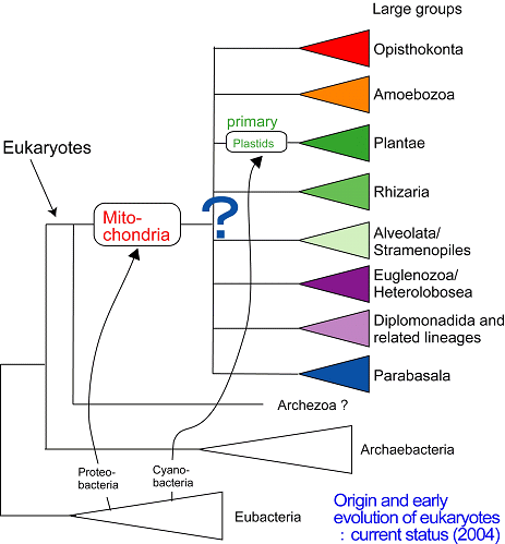 Phylogenetic Inference on the Universal Tree of Life