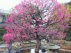 IMG_2779.JPG 2,042KB 2272x1704